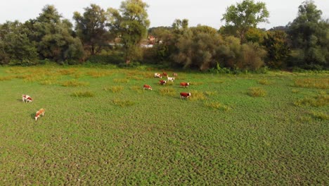 Aerial-drone-view-flight-over-meadow-with-cattle-grazing-in-grass-field