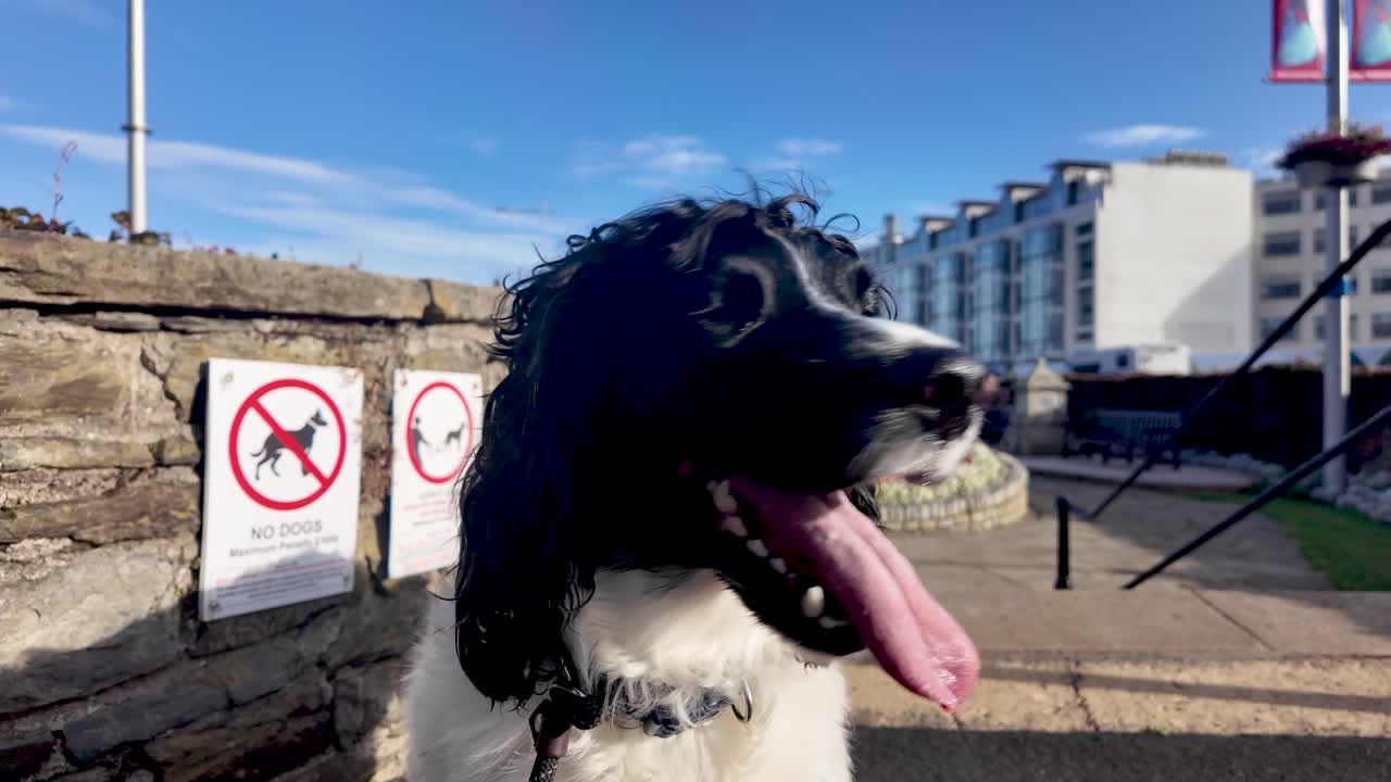 English Springer Spaniel panting ironically near a no dogs allowed warning sign