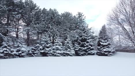 Drone-shot-track-towards-trees-covered-in-snow-during-winter