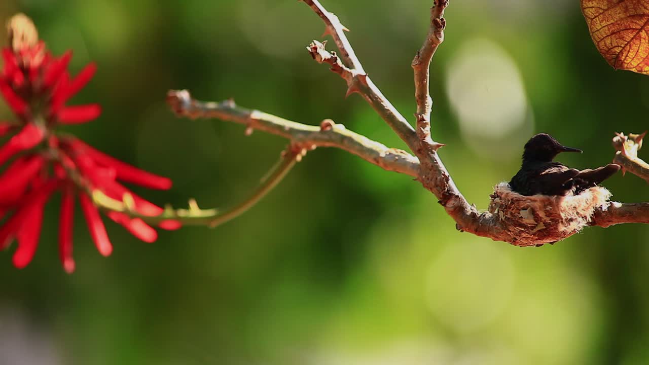 colibrí verde oscuro y negro se sienta pacientemente en un nido en la sabana brasileña