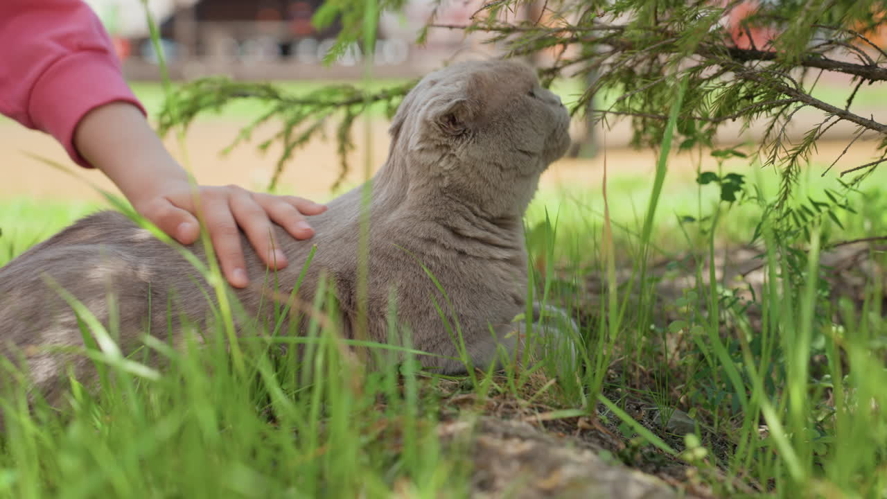 Serene Scene With Cat And Gentle Stroking, Tranquil Outdoor Setting Showing Bond Between Human And Feline, Quiet Garden Atmosphere Featuring Cat Being Softly Caressed By Caring Hand