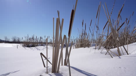 Pan-shot-in-nature-with-Distaff