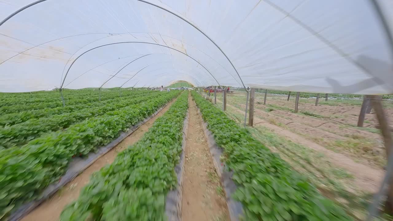 fpv de finca de fresas en constanza, republica dominicana