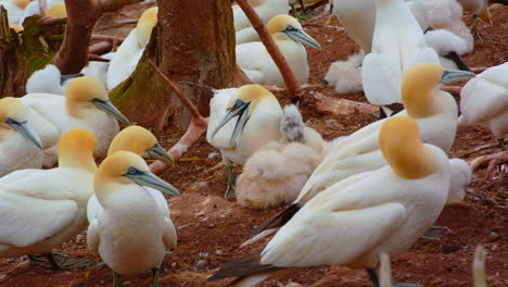 northern gannet parent bird protecting chick from other in slow motion, quebec