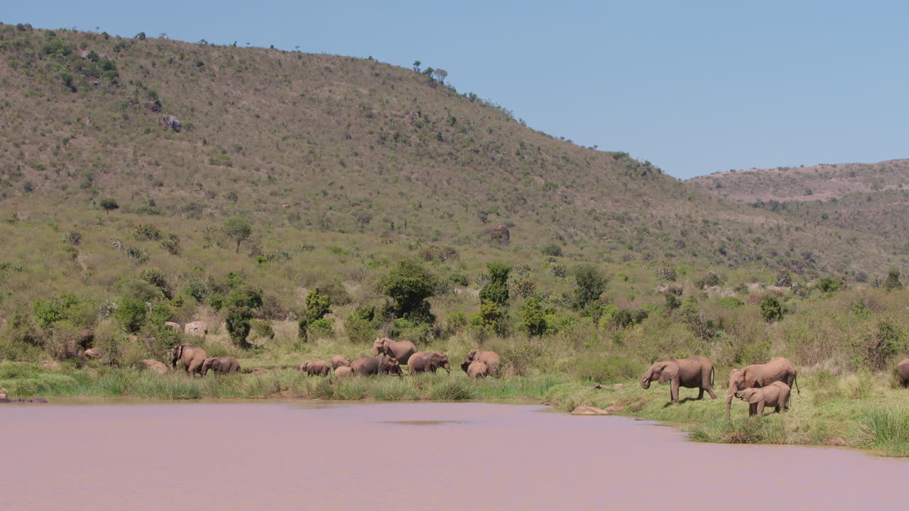 En flok afrikanske savanneelefanter drikker ved et vandhul.