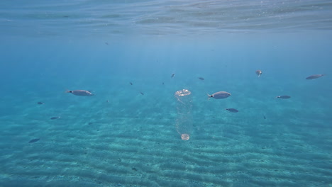 Plastic-trash-swims-in-the-blue-water