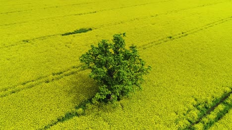 oilseed rape, rapeseed field with oak tree flyby