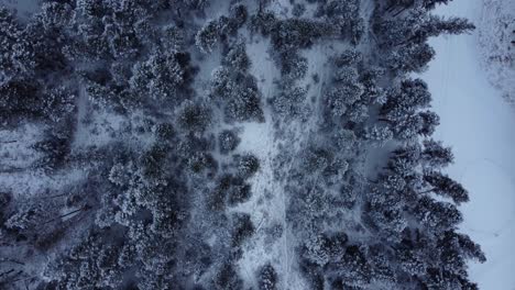 bird view of the winter frozen forest in the mountains in canada