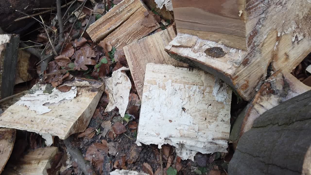 Alberi tagliati nella foresta invernale