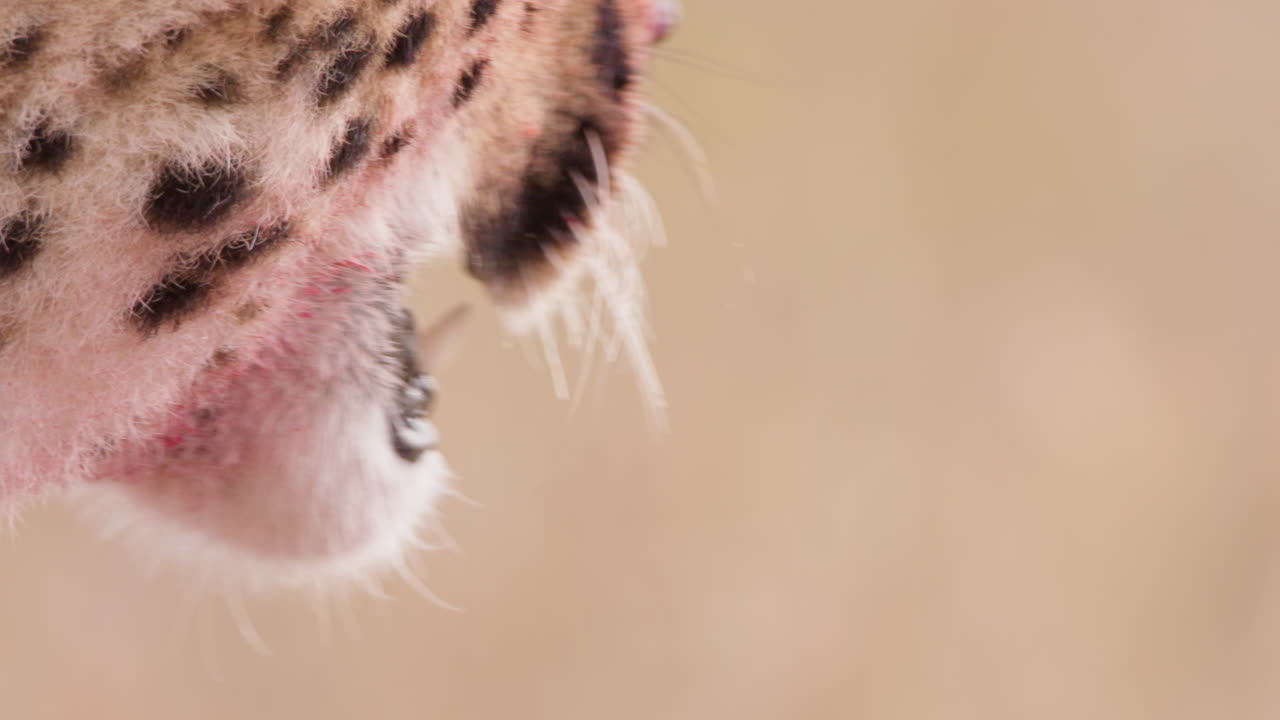 Extreme close up shot of a cheetah's bloody muzzle after a feast