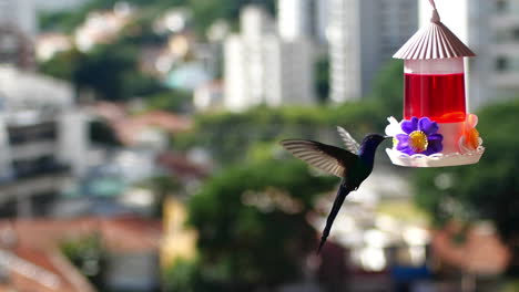 Slow-motion-humming-bird-flying-drinking-nectar-with-city-in-the-background