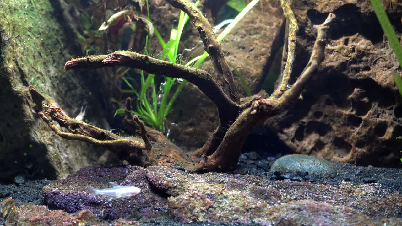 작은 물고기가 있는 수족관 내부 보기