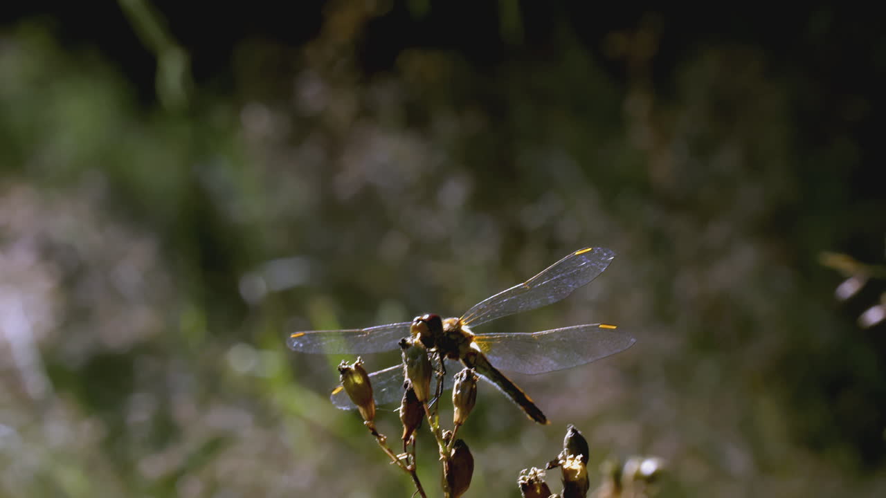 libélula posada en una planta