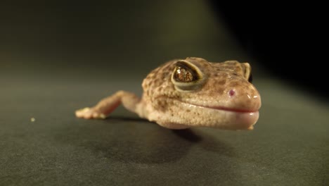 close-up of a gecko