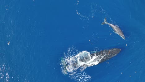 Young-Humpback-Whale-Swimming-In-The-Ocean-In-Moorea,-French-Polynesia