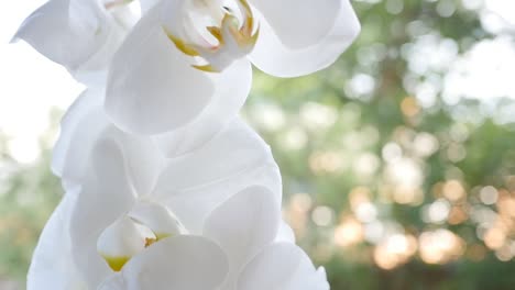 flowers of white orchid in the window