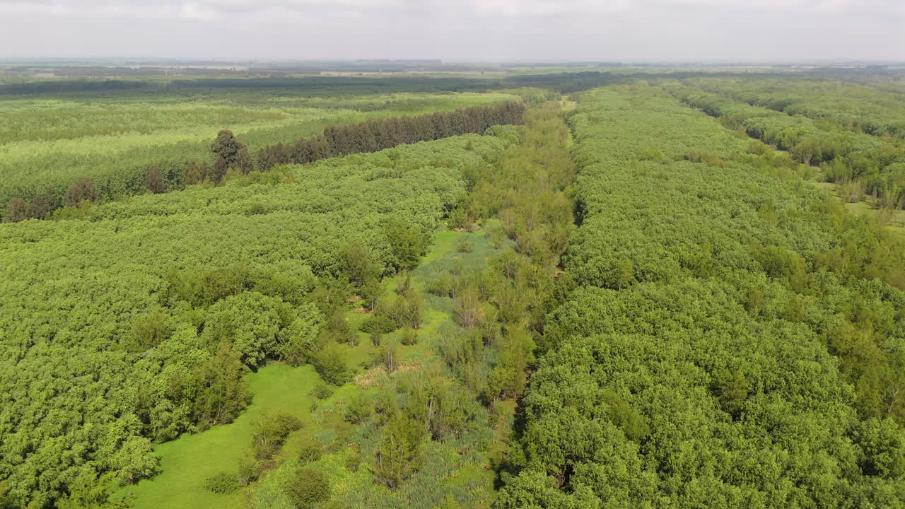 Drone footage reveals the vibrant and dense wetland ecosystem of the Parana Delta in Argentina. A landscape of interconnected waterways and flourishing green vegetation, natural biodiversity.