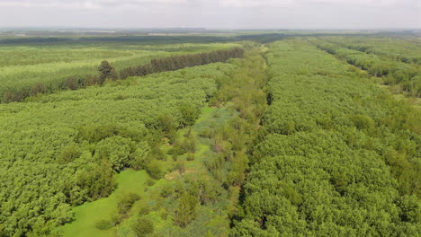 drone footage reveals the vibrant and dense wetland ecosystem of the parana delta in argentina. a landscape of interconnected waterways and flourishing green vegetation, natural biodiversity.