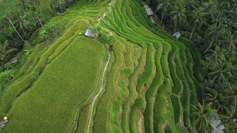 Aerial-4K-Drone-Footage:-Tranquil-Walk-Amidst-UNESCO-Tegalalang-Rice-Terraces