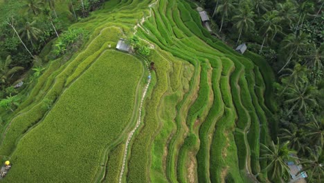 Imágenes-Aéreas-De-Drones-De-4k:-Paseo-Tranquilo-En-Medio-De-Las-Terrazas-De-Arroz-De-Tegalalang-De-La-Unesco