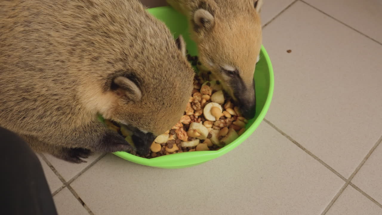 Nasen-Nasenbär, der in einer grünen Schüssel nach Snacks auf einem gefliesten Boden sucht, Nahaufnahme von oben zeigt die Schnauze und Pfoten, die durch Müsli und Bananenscheiben stöbern, Schulungsmaterial für eine Rehabilitationsklinik, ruhig
