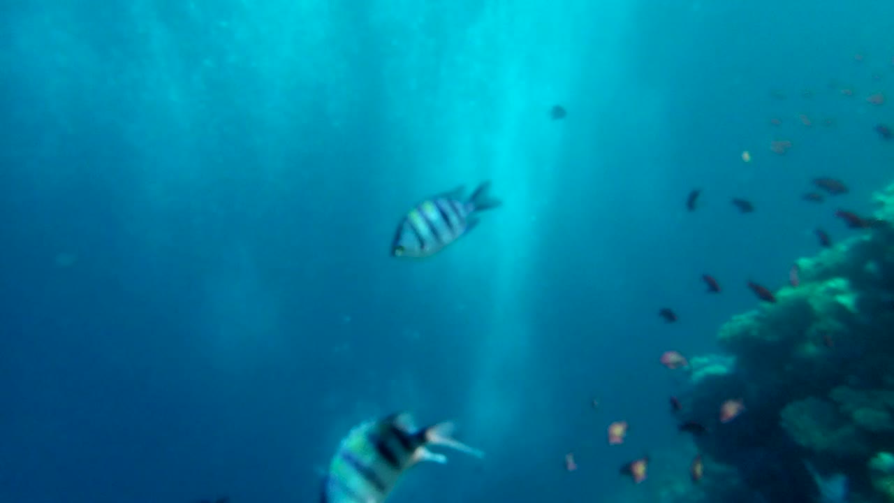 coloridos arrecifes de coral tropicales