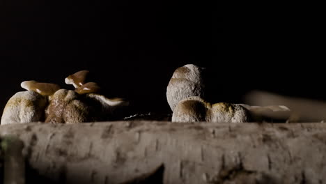 tiro de lapso de tiempo de seguimiento medio de un tronco con brotes de hongos reishi