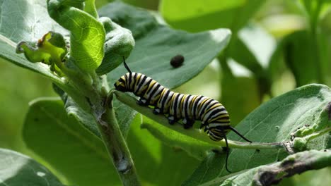 oruga monarca en la planta de algodoncillo