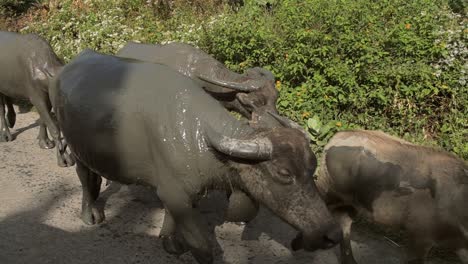 Wed-Muddy-Cows-on-Indonesian-Roadside