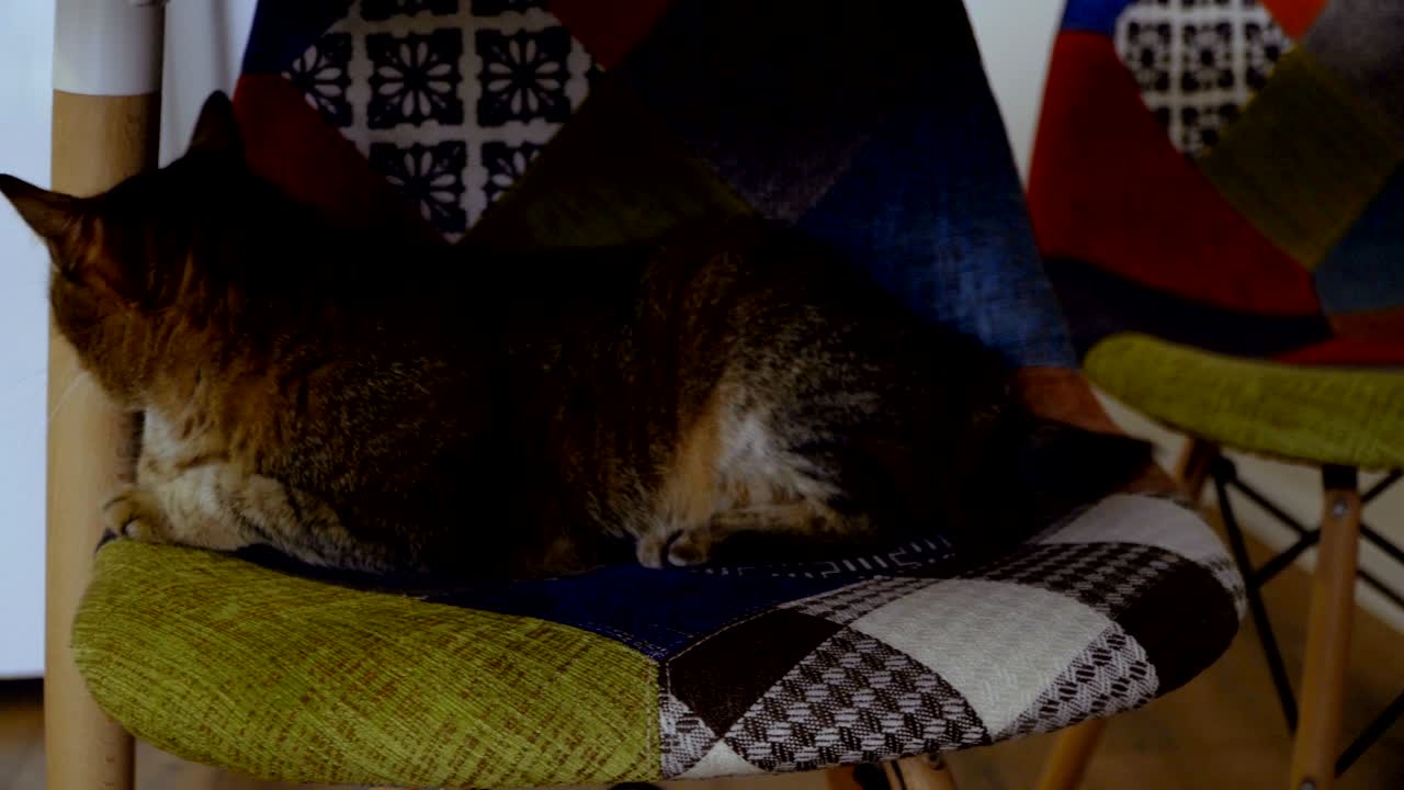 내부. 고양이가 의자에 앉아 있습니다.