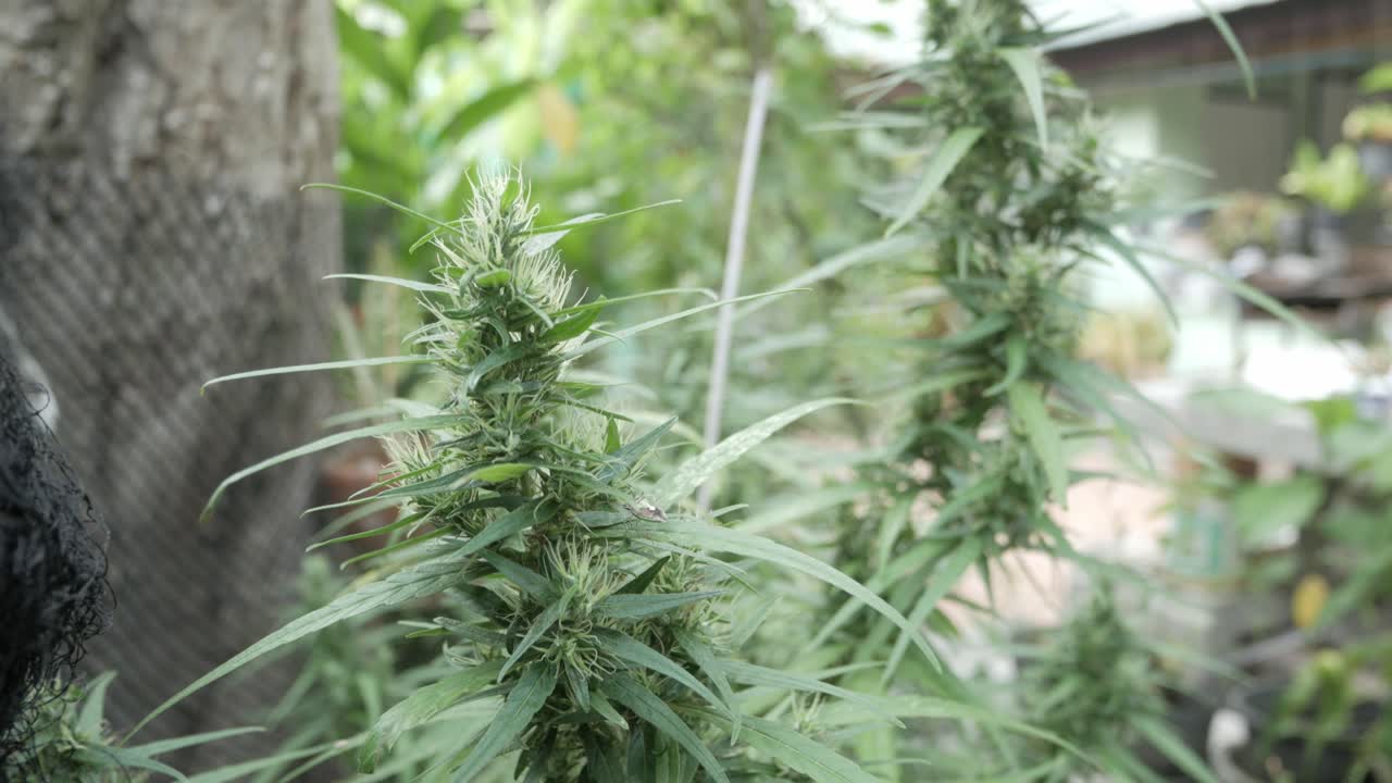 planta de brotes de cáñamo