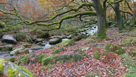 Tranquil-winter-woodland-with-a-slow-stream,-golden-oak-trees,-and-fallen-leaves,-offering-a-peaceful-and-relaxing-scene