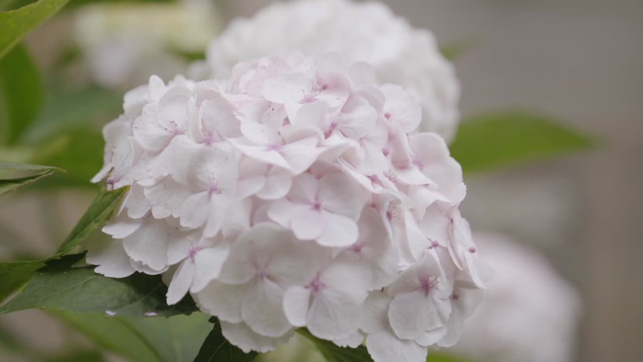 White hydrangea flower close up in slow motion on rainy day