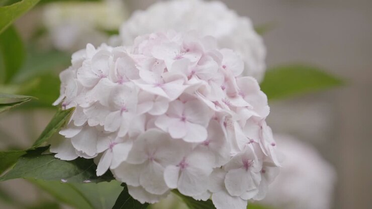 Primo piano di un fiore di ortensia bianca al rallentatore in una giornata piovosa.