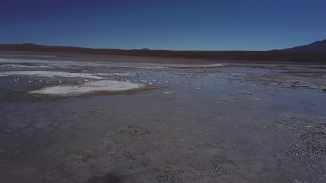 vast water and salt flats surface with flock of flamingo birds taking flight