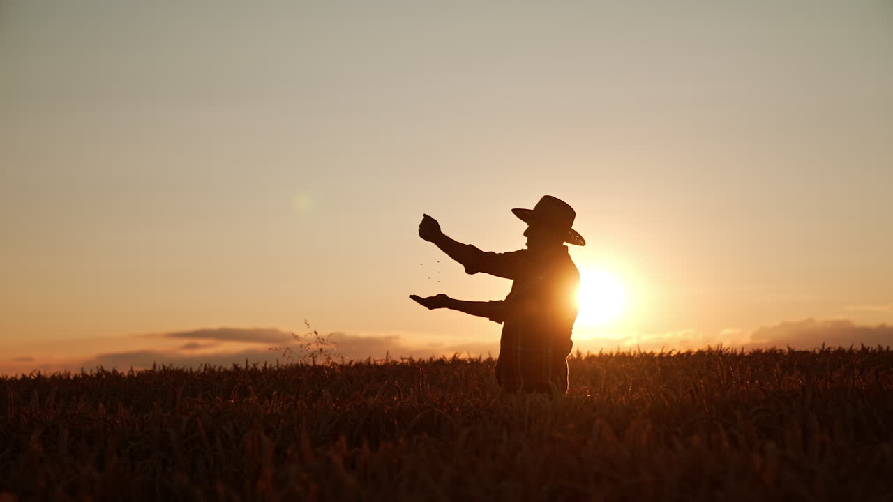 Old slim man in hat stands in the wheat field. Farmer pours some grains in his hands at sunset. Low angle view.