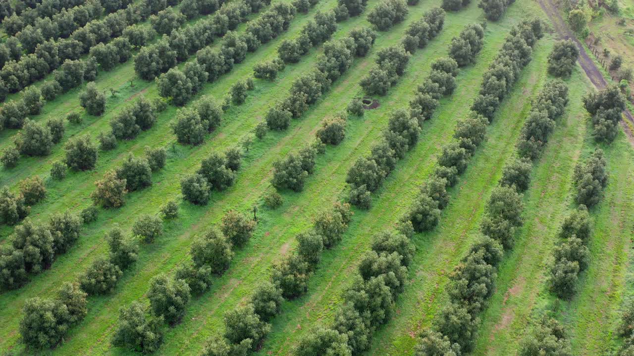 drone: finca de aguacate en tancitaro