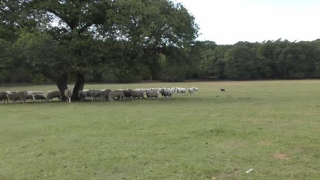 Schäferhund-Hütet-Die-Schafherde---Breit