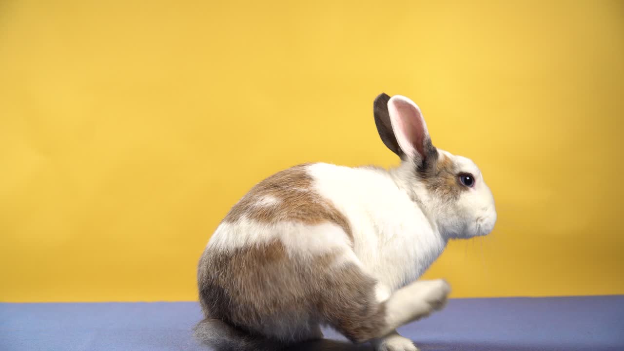 Curious bunny sniffing and moving around on a yellow background