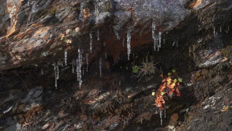 los hielos están colgando de las rocas oscuras y marchitas