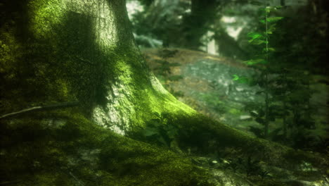 moss covered tree trunk in a lush forest setting with soft sunlight