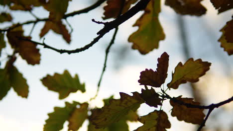 Follaje-De-Otoño---Hojas-De-Otoño-Que-Se-Vuelven-Marrones-En-El-Bosque