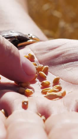 close-up of hands holding golden wheat seeds in natural sunlight showcasing agricultural beauty