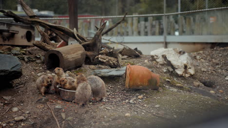 prairie dogs in an animal shelter