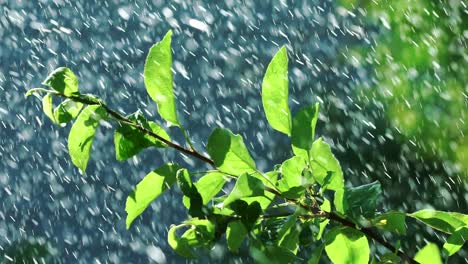 agricultural sprinkler. automatic irrigation system for plants and lawns. slow motion.