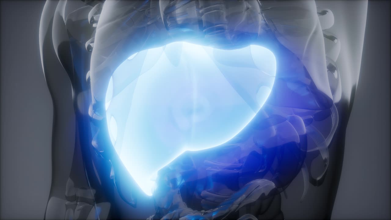 Human Liver Radiology Exam
