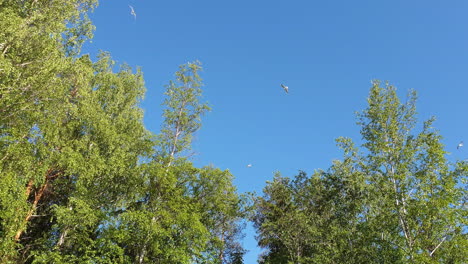 Seagull-birds-coordinated-and-synchronized-crossing-flight-in-sky-close-to-tree-tops