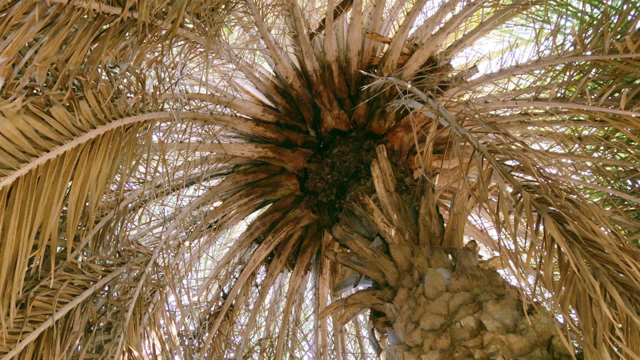 A captivating look up into the palm tree canopy showcasing nature's beauty and intricate patterns of leaves.