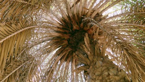 a captivating look up into the palm tree canopy showcasing nature's beauty and intricate patterns of leaves.