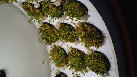 microgreens growing in a vertical hydroponic system